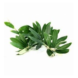 Feuilles d’olivier bio