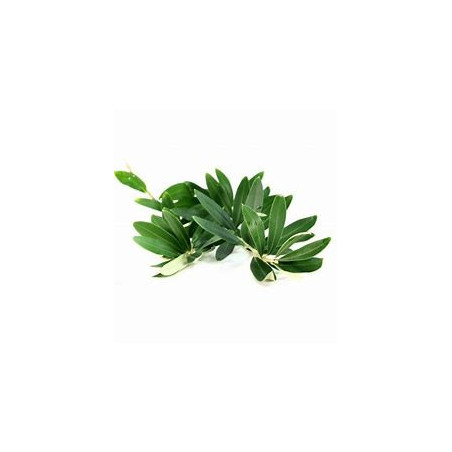 Feuilles d’olivier bio